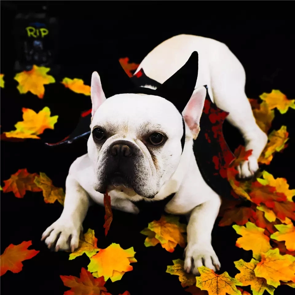 Unique Design Wholesale/Supplier Dog Pet Hats Halloween Makeup Party Decoration Accessories Pet Headwear