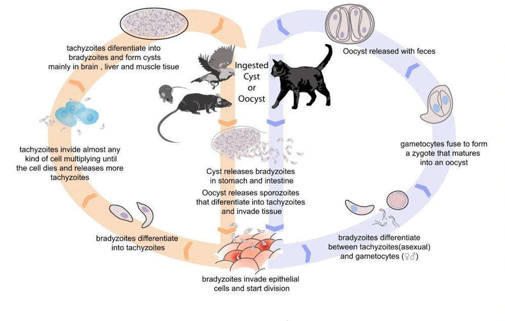 Cat Virus Test Feline Toxoplasma Igg/Igm Antibody Test