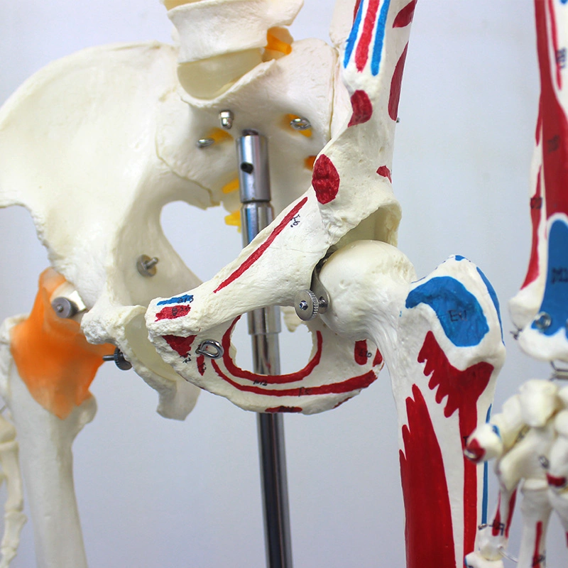 Biological Lab Teaching Models Nature Size 170cm Human Skeleton Models with Ligament of PVC