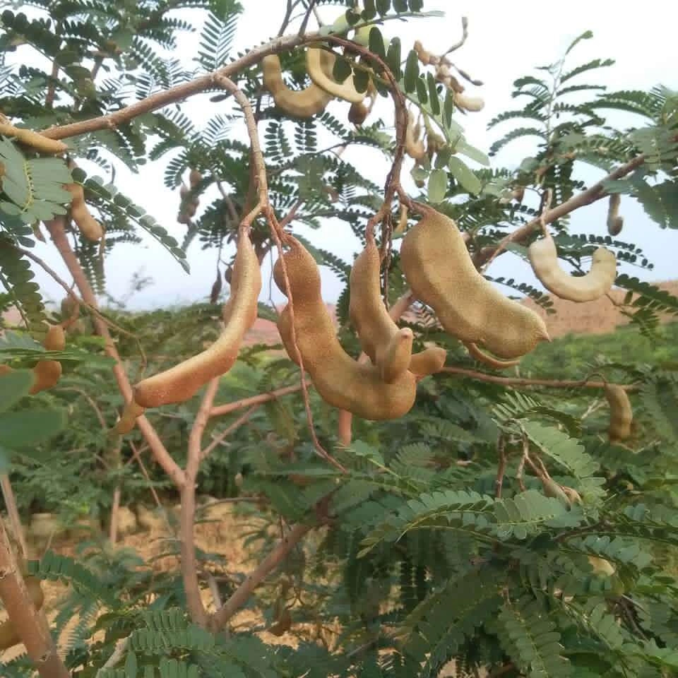 Dulce 100% puro de los alimentos orgánicos Extracto de Semilla de Tamarindo El Tamarindo de aditivos en polvo