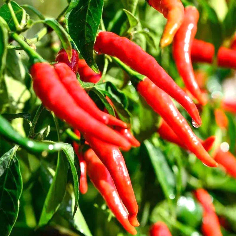 Serre commerciale en verre hydroponique avec système de culture de tomates large