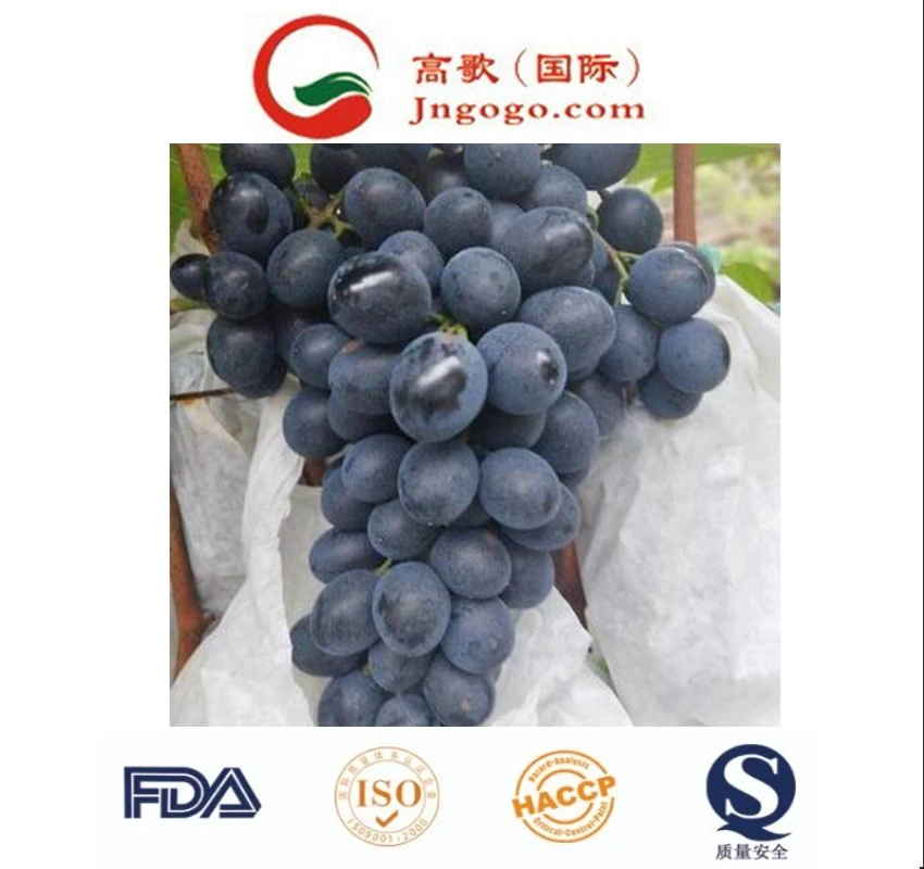 Wholesale/Supplier Price Fresh Sweet Honey Black Grape