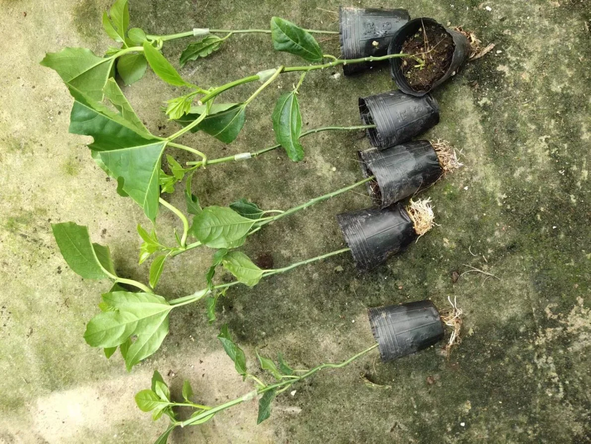 Passiflora Edulis &times; P. Edulis F. Flavicarpa Living Plants