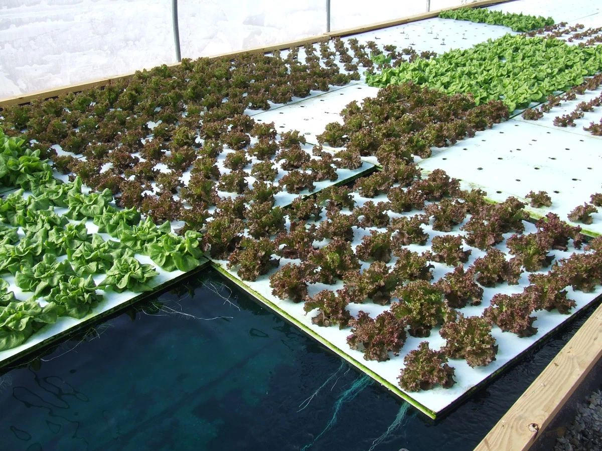 Almohadilla flotante hidropónica Aquaponics creciente de la placa flotante balsa flotante hidropónica para plantar hortalizas