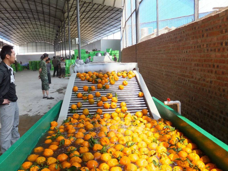 Las frutas y hortalizas de surf de burbujas de aire Lavadora