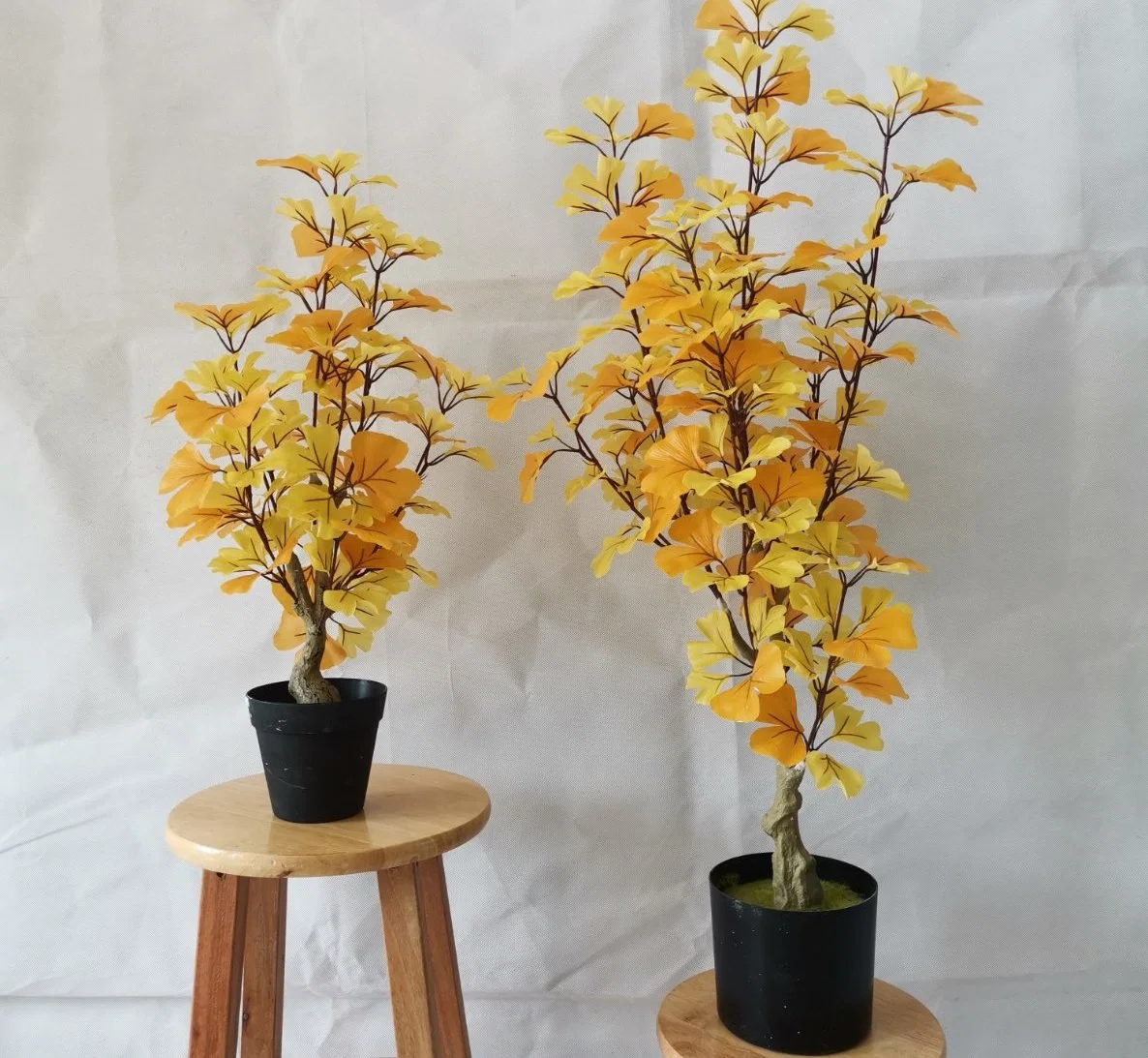 Para muchos lugares adecuados para decorar el árbol Ginkgo planta falso bote