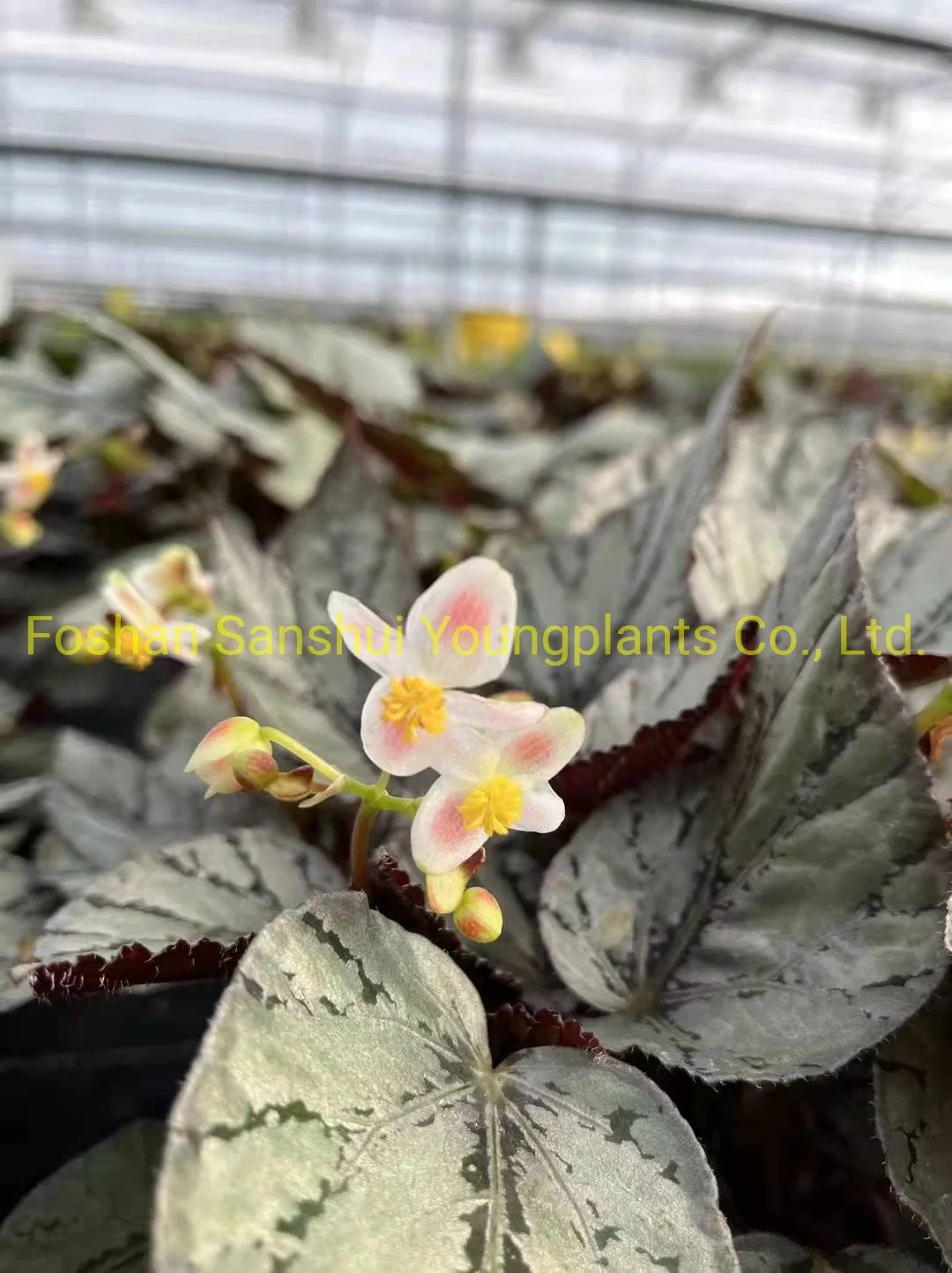 Begonia Rex Arctic Breeze Natural Plants Flower and Foliage Import From China