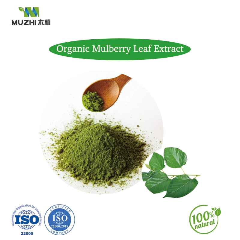 Mulberry Leaf Extract Natural Herbal Plant Extract