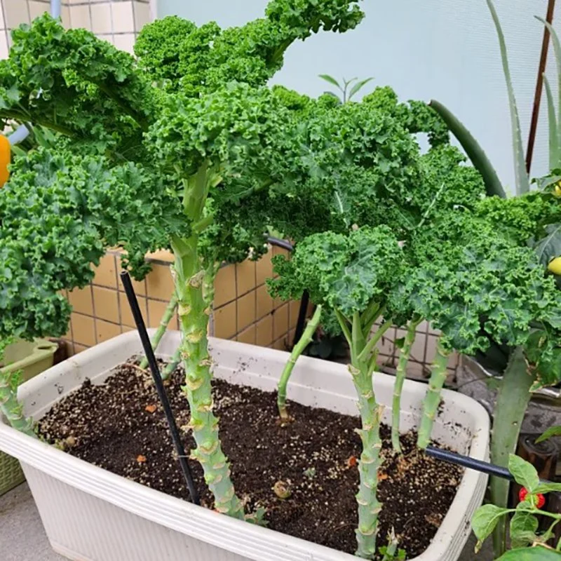 Breite Liangyun Frontale Kale Samen, Brassica Oleracea Var. Sabellica L.