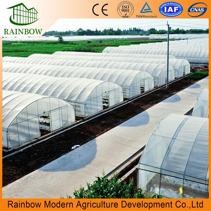 Agriculture Single-Span Arch Type Film Garden Greenhouse with Hydroponics Growing System for Agriculture/ Poultry/ Vegetables/ Tomatoes/ Strawberry