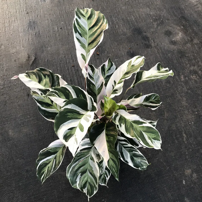 Fusión ornamentales blanco Calathea plantas vivas Bonsai