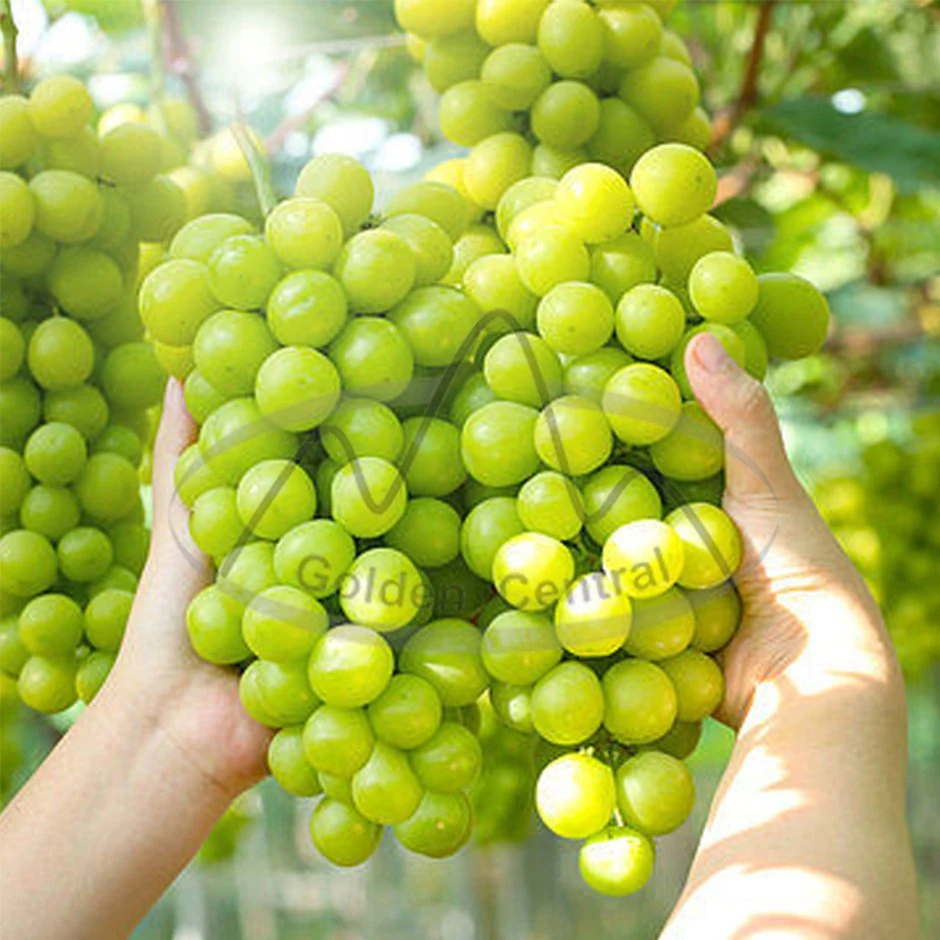 Frische Große Qualität Seedless Green Grapes Shine Muscat Trauben