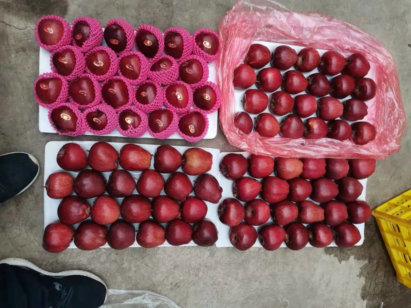 2021 Crop Big Red Huaniu Apple with Word