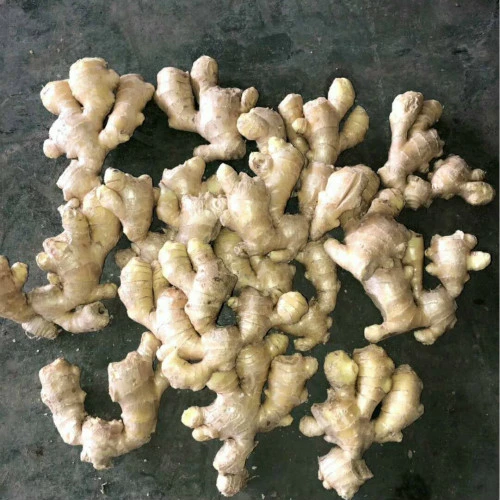 New Crop Fresh Ginger for Sale - Ginger Root Superior Quality From Brazil - Spicy and Fragrant Flavor