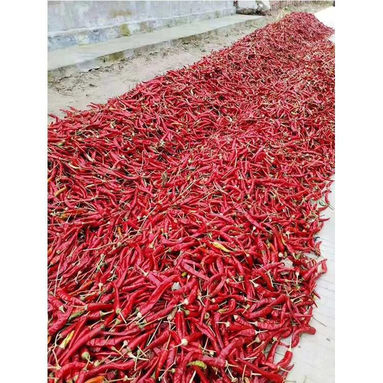 High Pungency Dried Red 819 Chilli Whole