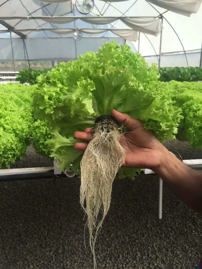 وعاء الزهور Hydroponic الدفيئة Hydroponic تنمو Hydroponic صافي وعاء