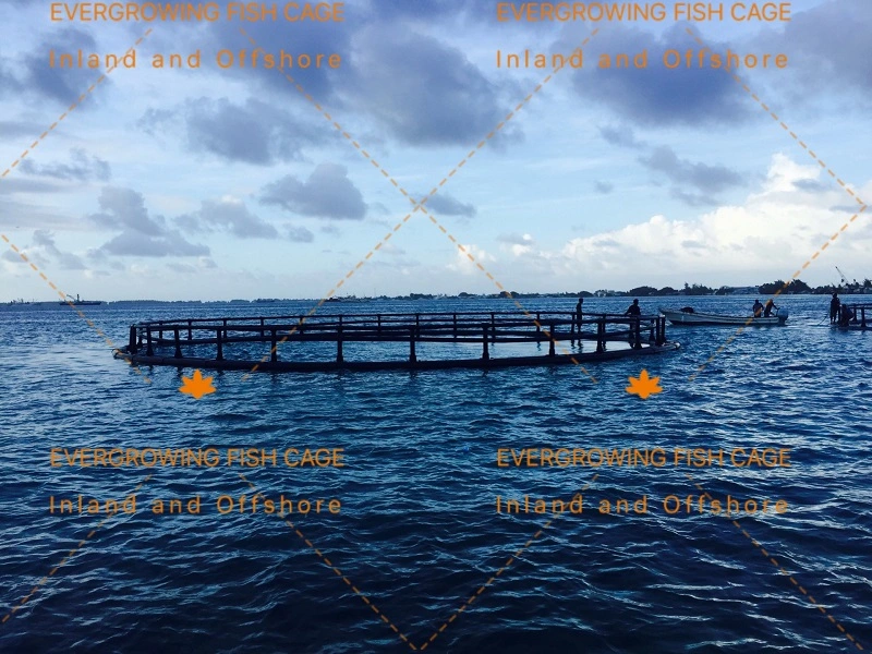 Châssis de la cage du tuyau de HDPE de pisciculture de saumon de la mer de la cage de l'aquaculture