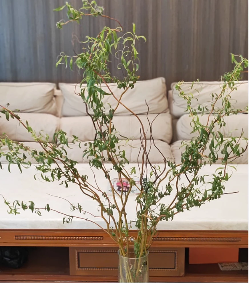 Высококачественный длинный шлет натуральный сыпучих цветов свежий отрег Салик Палка из Китая
