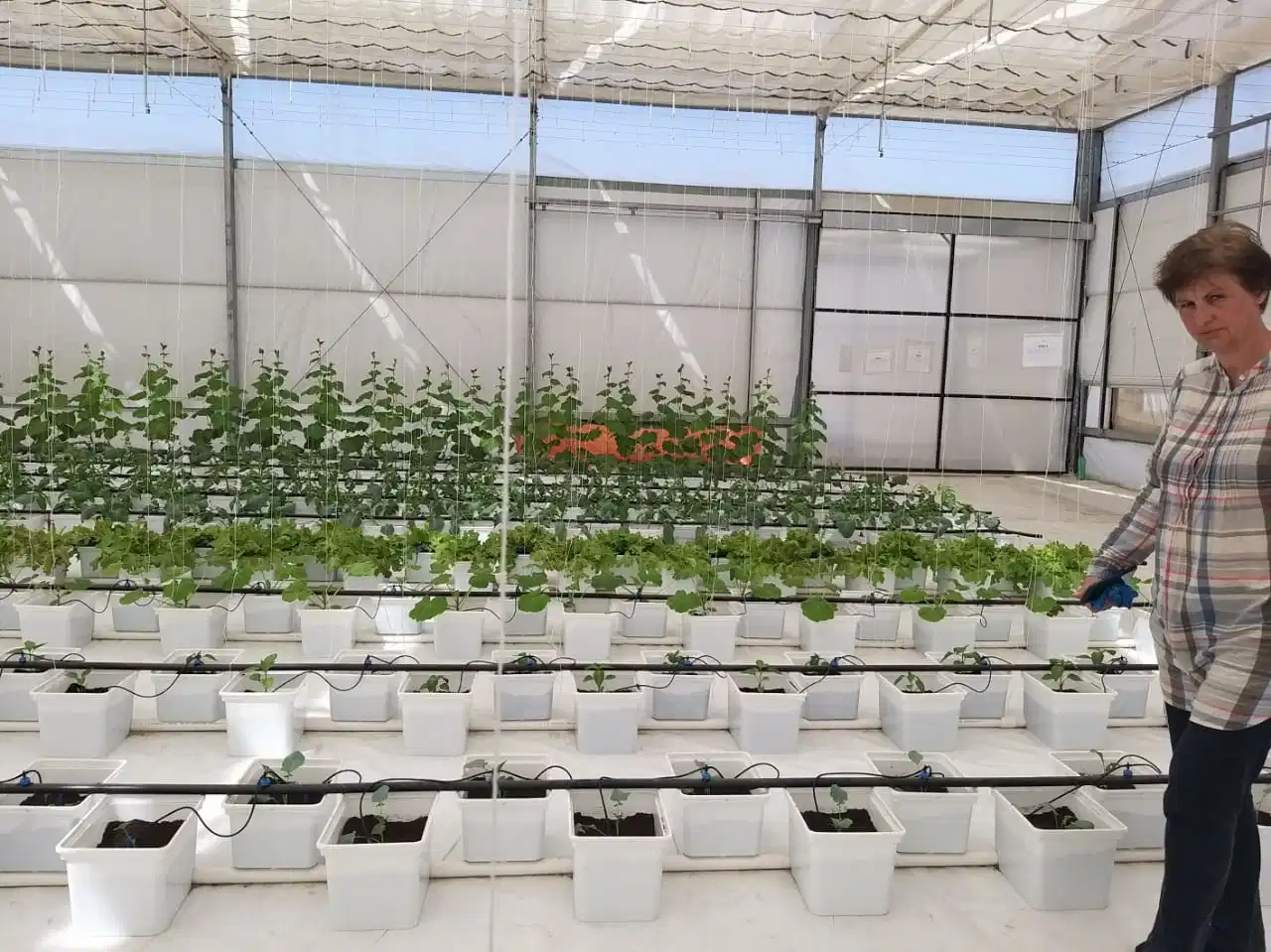 Kunststoff Wachsenden Eimer Gewächshaus-System Holländische Eimer Hydroponic Tomate Wächst System