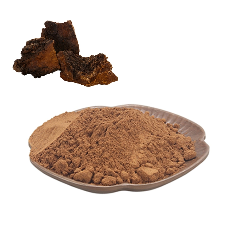 Medicinal Mushroom Extract Chaga Extract Chaga Mushroom Chaga Mushroom Powder with Water Soluble