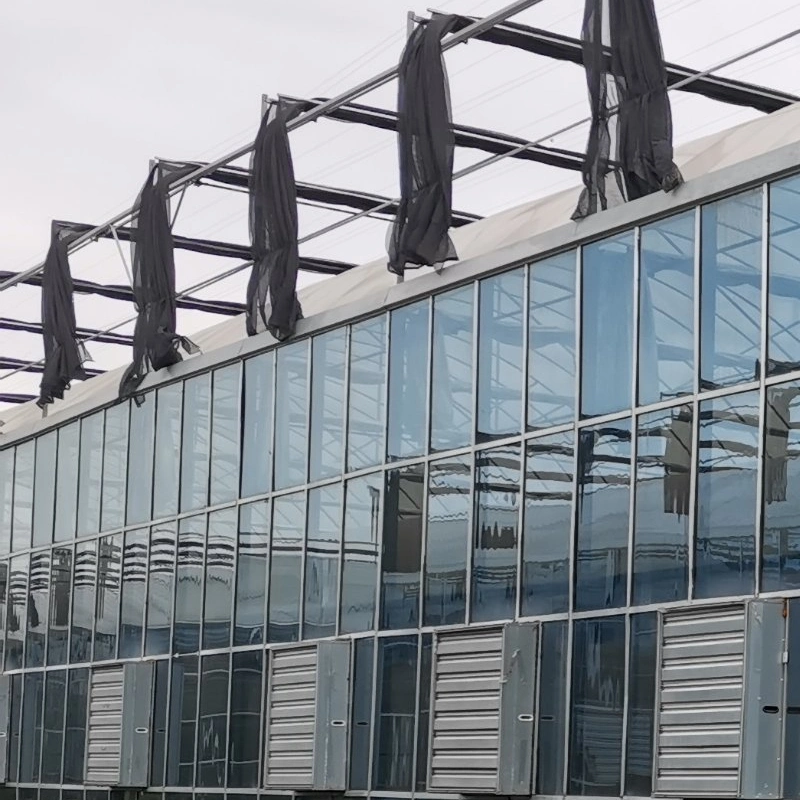 Multi Span Glass Greenhouse for Growing Lettuce