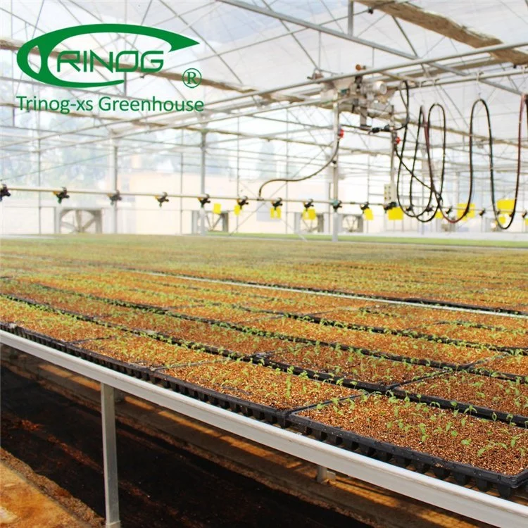 Hydroponic Growing System Commercial Film Greenhouse for Cultivation