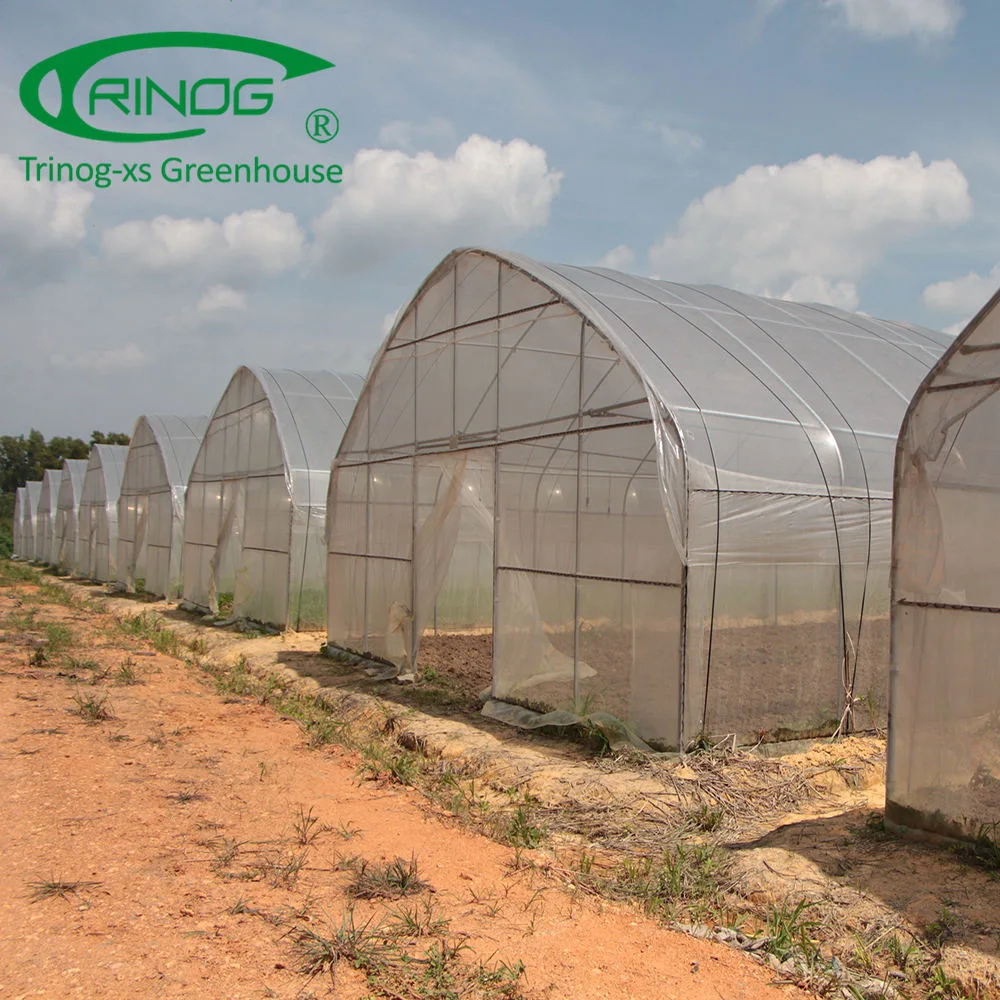 Commercial Large Plastic Single Span Film Green House