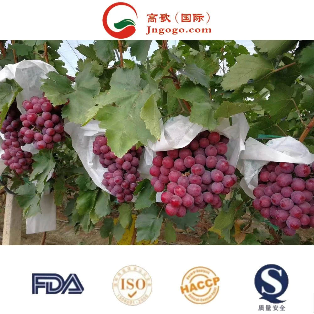 Red Globe Grape Fresh Fruit Red Grape From China Import Export Companies Pune