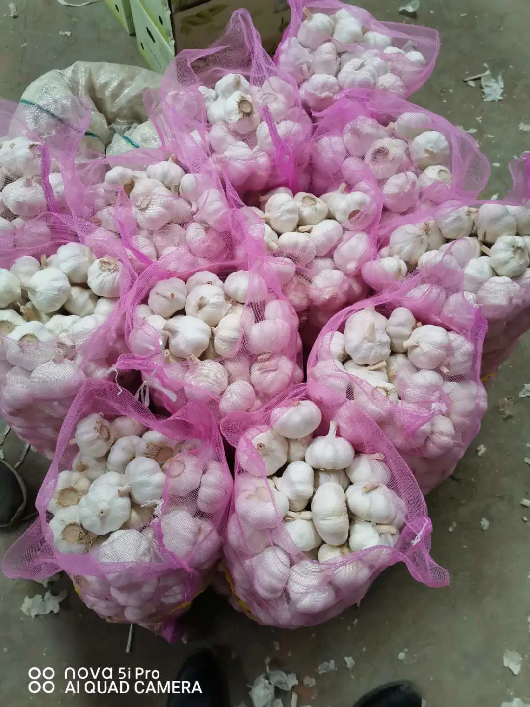 China Supply Normal White Pure White Garlic for Sale