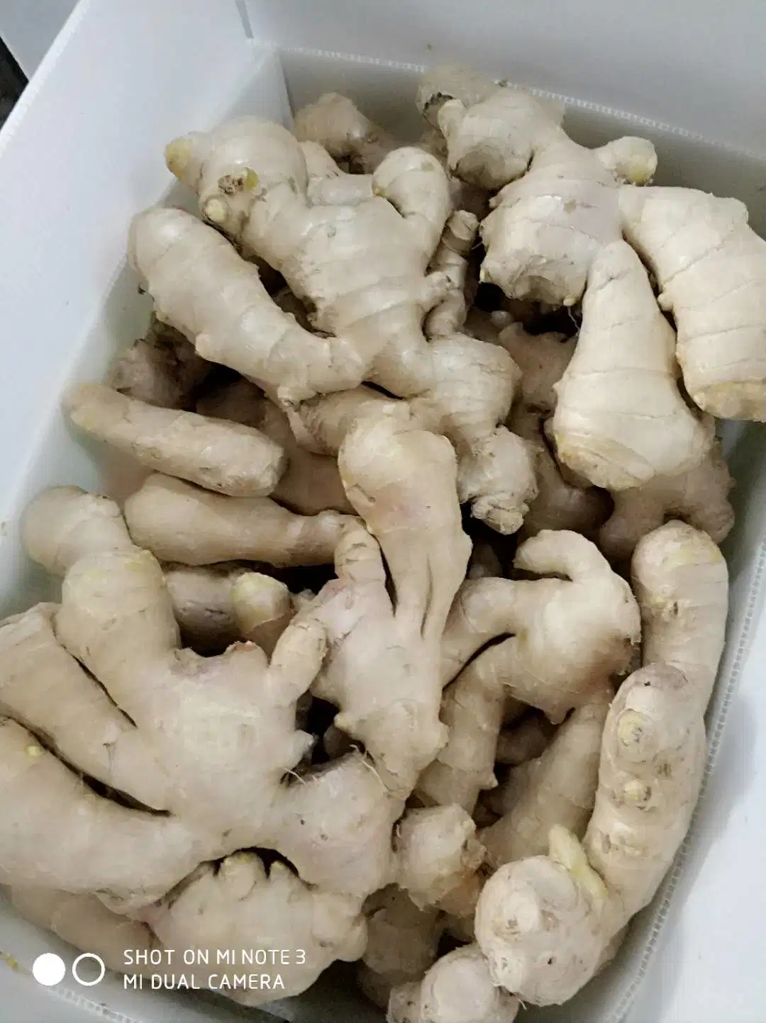 2021 High quality/High cost performance  Whole Air Dry Ginger