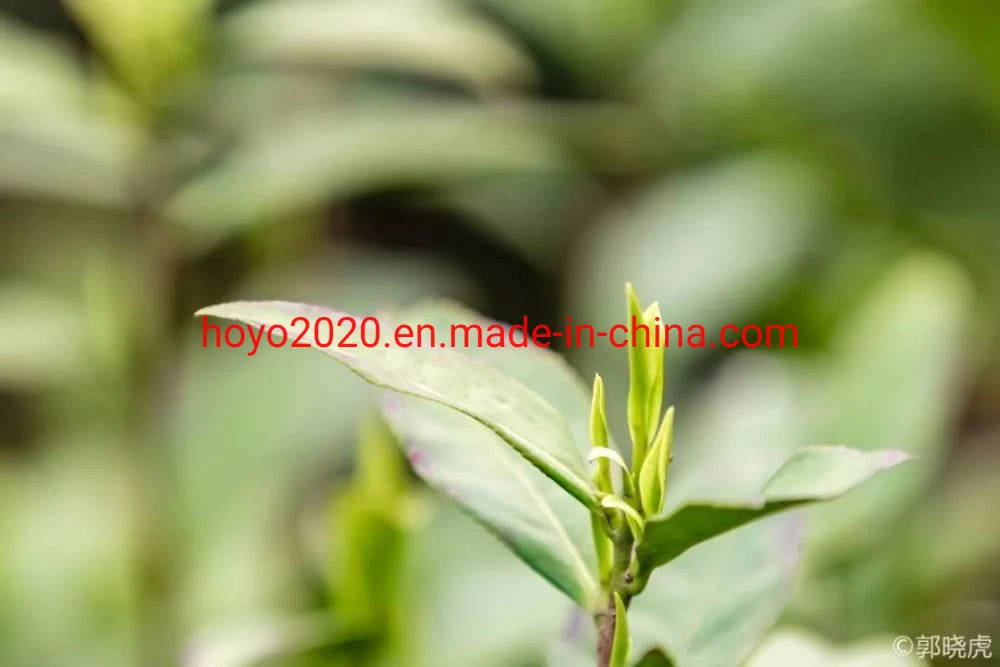 New Jin Zhai Cui Eyebrow Green Healthy Rich-Selenium Selenium-Rich Se Enriched Tea