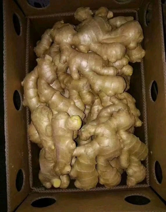 Top Quality China Dry Fresh Ginger Full Air Dry