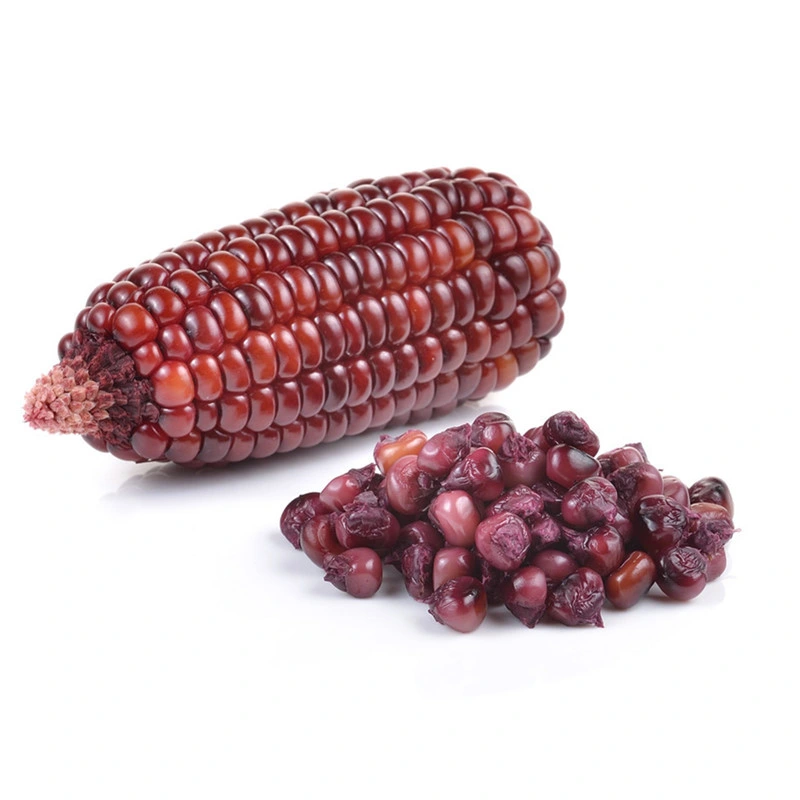 Extracto puro de suministro de Zea mays Maíz Morado orgánicos extracto en polvo