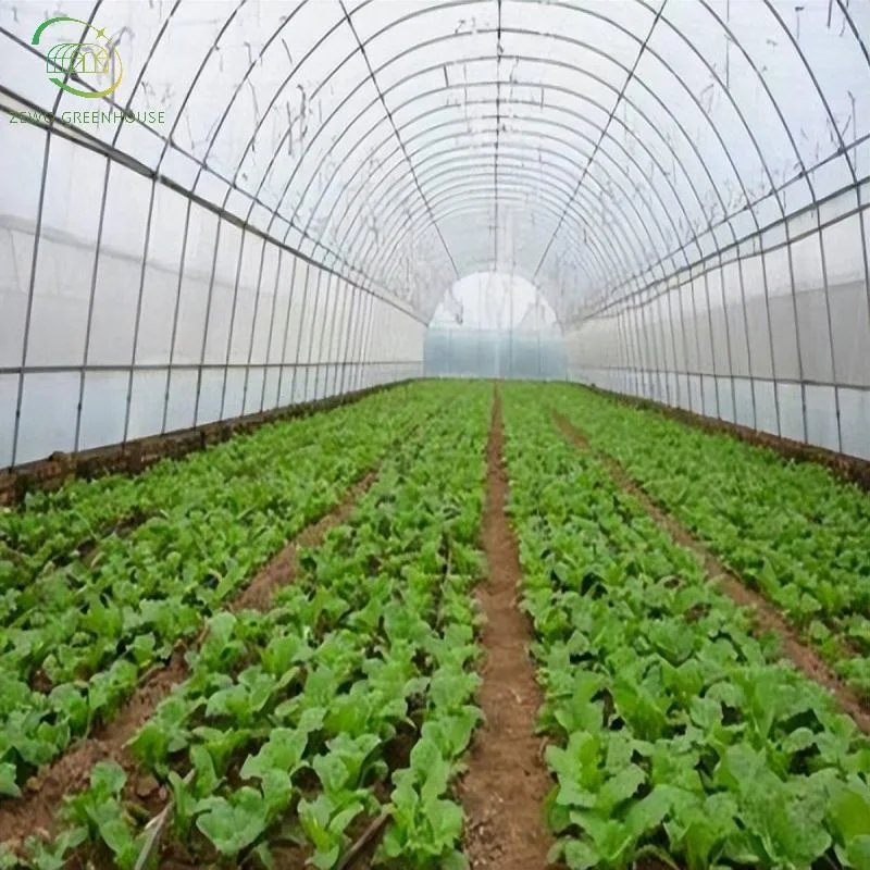 Túnel de una sola columna invernadero para Tomate y Vegetal