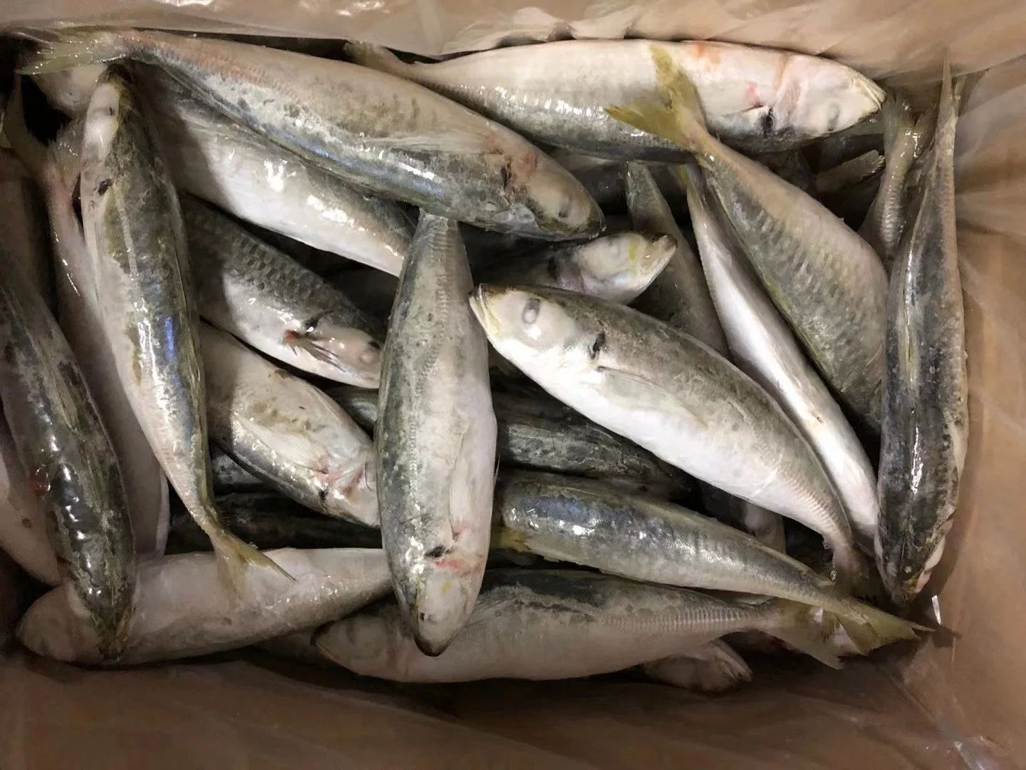 Le chinchard du poisson congelé