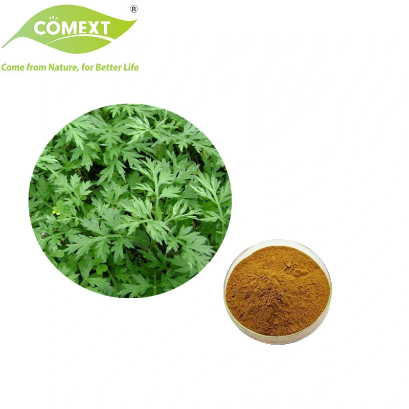 Comext Chinese Herbal Factory Dried Sweet Wormwood Herbs Artemisia Capillaris for Medicine Use