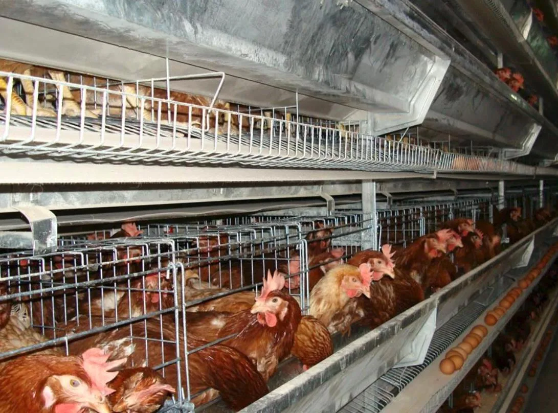 Poutry Farm Equipment/Chicken House Cages/Automatic Clearing Chicken Cage Used in Chicken House