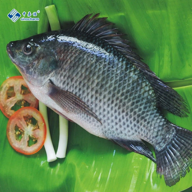 Niloticus Frozen Fish Seafood Black Tilapia Fillet Skinned From China