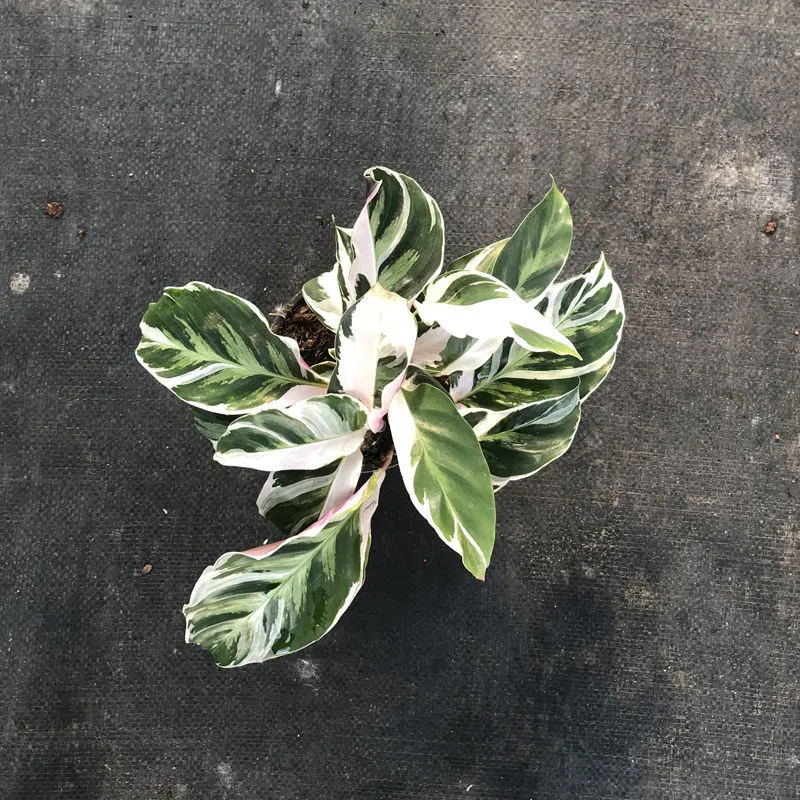 Fusión ornamentales blanco Calathea plantas vivas Bonsai