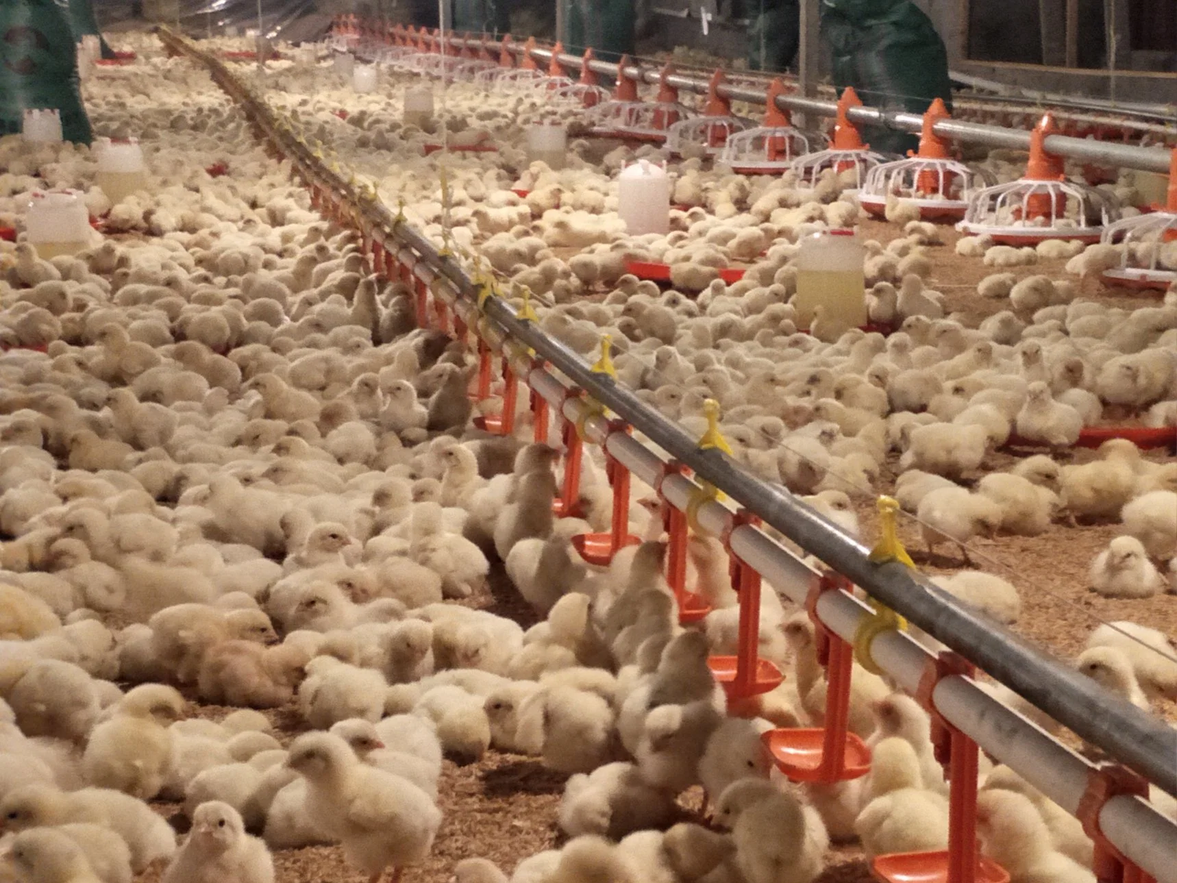 La bandeja de sistema de alimentación automática de la casa de aves de corral Gallinero granjas de ganado