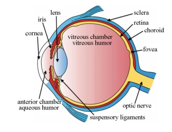 1.0ml, 15mg/Ml Without Ethylene Oxide Sterilization Retinal Detachment Surgery Hyaluronic Acid Gel