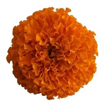 Natural Plant Herb Extract CAS 127-40-2 Lutein Powder Marigold Flower Extract