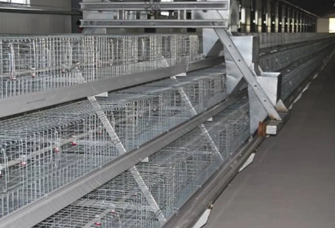 Hot Galvanized Automatic Chicken Farm Poultry System Cage/Battery Layer Poultry Cage for Broiler/Poultry Farming