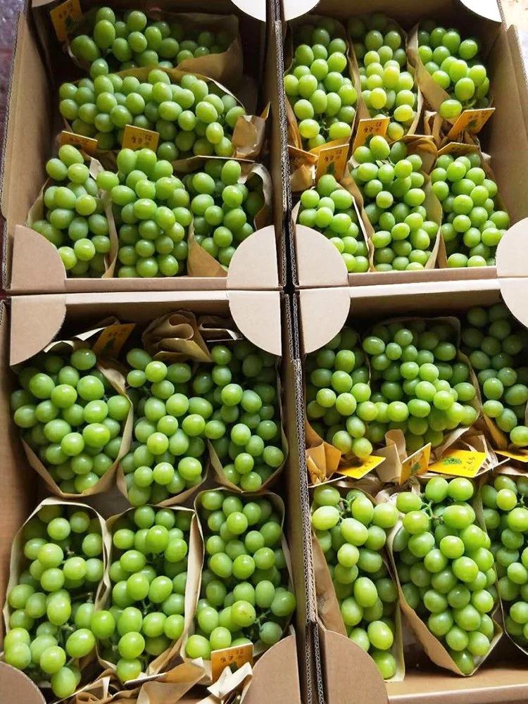 New Crop High Quality Fresh Green Grape for Exporting Standard