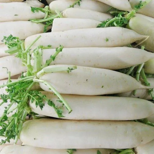 New Crop High quality/High cost performance  China Fresh Radish