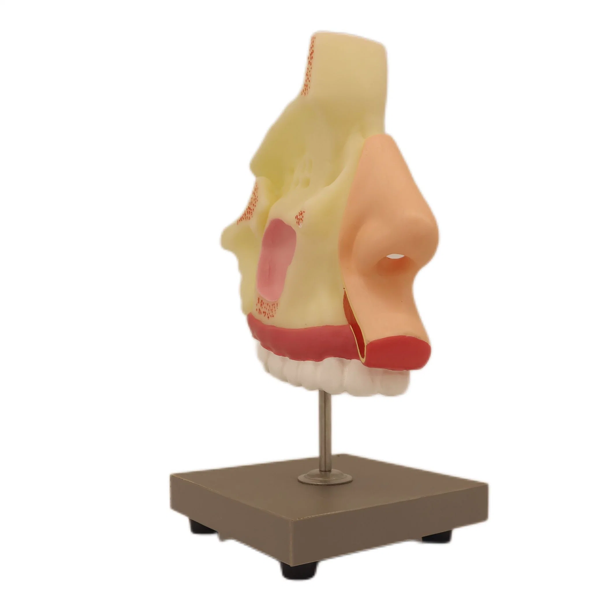 Medical Teaching Models Bone Color Human Teaching Skeleton Model of Expansion Dissection Model of The Nasal Cavity