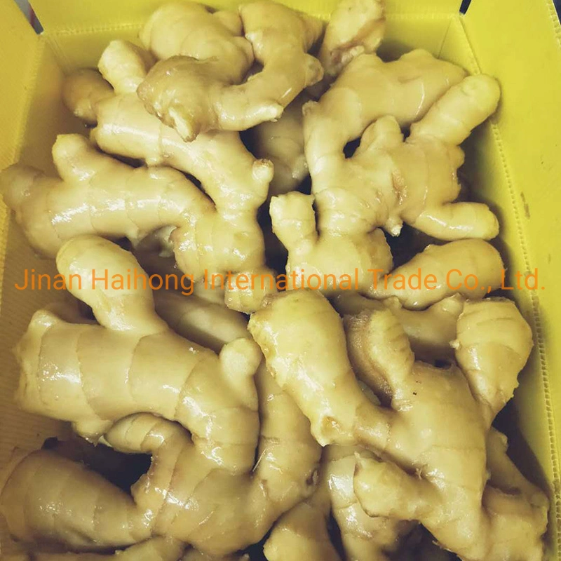 2019 New Crop Fresh Ginger From Shandong