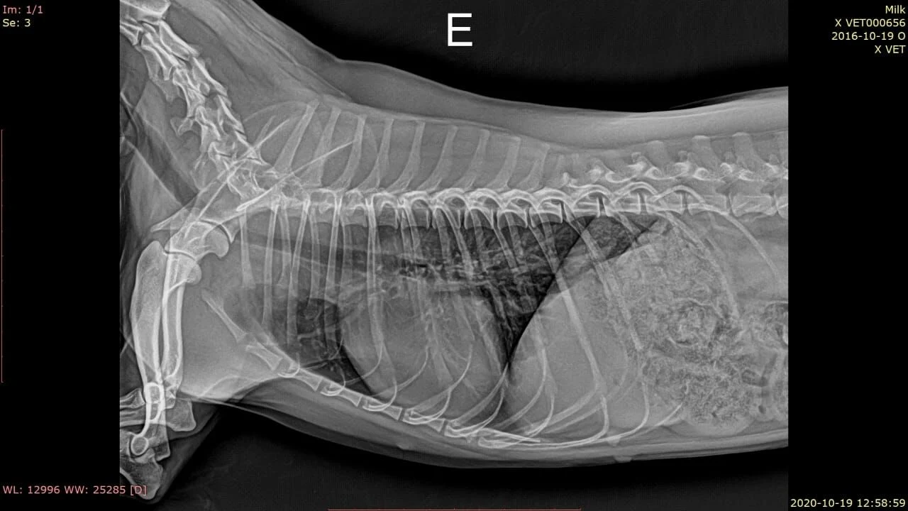 Iray Mars 1417V détecteur DR 17*17 CSI sans fil détecteur à panneau plat avec le Pacs Prix du logiciel