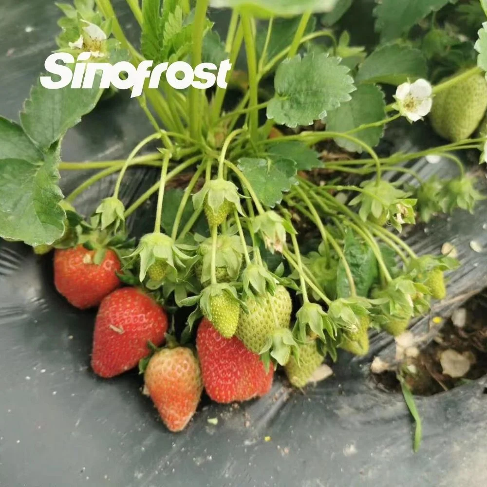 Wholesale/Supplier Frozen Strawberry Wholes with Sugar Exporter: Reliable Supplier for Global Markets