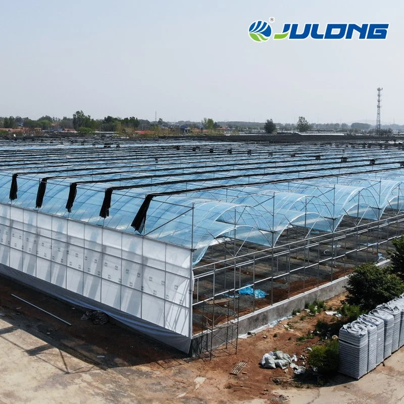 Agricultural Tomato Strawberry Growing Po/PE Plastic Film Greenhouse with Installation